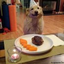 축하하개 이미지