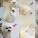머뭄 애견유치원 이미지