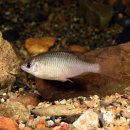 한국체형미 이미지