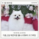 웰니스펫뷰티 이미지