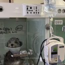 강동큰숲동물병원 이미지