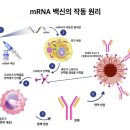 28245-08-01-001 | 백신회사 모더나, 하루 만에 암치료 회사가 됐다