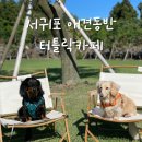 서귀포 애견동반카페 터틀락 내돈내산 &amp; 시그니처메뉴 및 방문후기