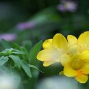 그리움 무 이미지