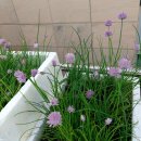 차이브(Chives) 이미지