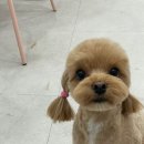 내동애견 이미지