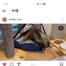 캣살롱코코 이미지