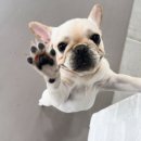 원애견&뭉까두까 이미지