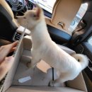 강아지나라 이미지