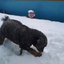 허그도그 이미지