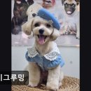 제이그루밍 | (평택, 강아지, 고양이, 애견미용, 추천!) 제이그루밍 평택 제이그루밍, 전문적인 반려동물 케어