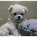 포더독스 강아지 강서 마곡점 이미지