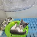 고양이분양 꽃개와 꽃냥 인천 청라점 이미지