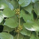 완도 미라리 상록수림 이미지