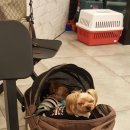 체인지펫미용 이미지