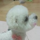 개키우는 언니 이미지