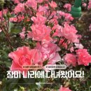 창원 장미공원 방문후기 | 조금 늦었지만 괜찮아! 꽃이 주는 힐링은 언제나 만개 중~