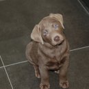 청라루비동물병원 이미지