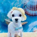 깔끔하개 이미지