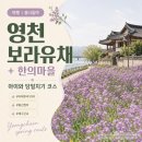 영천댐관광농원 | 2026 영천 생태지구 보라유채 영천 한의마을 아이와 함께 동선, 당일치기부터 1박2일까지