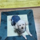 정기농약사 | 세종 조치원 신점 후기 &#39;연화한도령&#39;