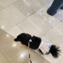 이든펫샵 이미지