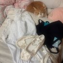 라스칼라 레오타드 후기(20분전에 택배뜯고사진찍고 올리는 리뷰) 🩰최근 발레 레오타드에만 100만원넘게...