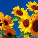 해바라기 이미지