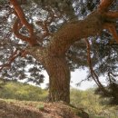 소나무를 품다 이미지