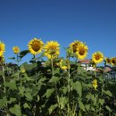 가야4리 이미지