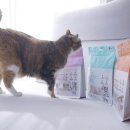 하나카동물병원 | 고양이 구강영양제 추천｜닥터페트라 고양이껌 캣즐 + 바르는 치약 덴티치카 양치 치석관리 내돈내산 후기