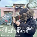 오금(3)역(개찰구 밖) | 영흥도 고양이역 방문 후기 100마리 고양이 보호소 솔직 리뷰