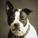 탑 동물병원 이미지