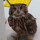 가오도서관 이미지