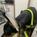 홍현관동물병원 이미지