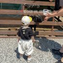 양평 토이앤버니팜 서울근교 아기랑 갈만한 곳 추천! 내돈내산 동물 교감 체험 후기!