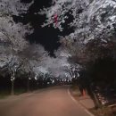 옥천면 용천리 벚꽃 구경하세요 이미지