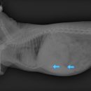 24시예스동물병원 이미지