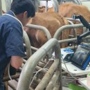 ET바이오텍 보은연구소 | 수정란 종류와 장단점, 그리고 국내 수정란 산업 현황