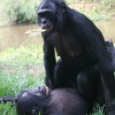 보노보 이미지