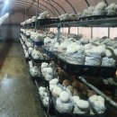 버섯랜드 이미지