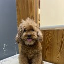 도도 그루밍 이미지