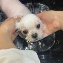 마이펫 부산대점 이미지