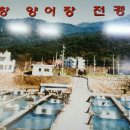 평창약수송어회 이미지