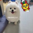 퍼스트독앤캣 이미지