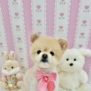 아멍띠에 이미지