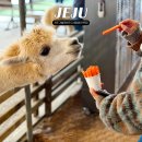 이기목장 | 5월 제주도 아이와 가볼만한곳 도치돌알파카목장 제주 여행지 추천