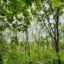 상록 경남아파트 이주택지(37550) (옥외1) | 동탄 무봉산 휴일 산행 후기