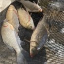 해맞이좌대낚시터 이미지