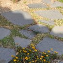 반려견과 떠나는 1박2일 /전주 복사나무집 / 마당이 넓은 숙소 / 봄에 여행 가기 좋은 애견동반 숙소...